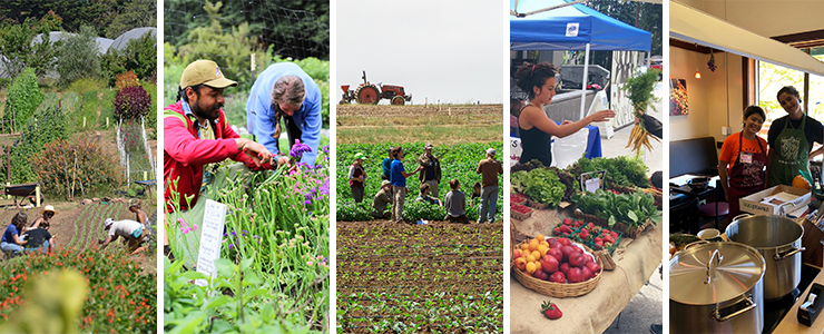Various Center for Agroecology sites: the field, gardens, produce pop-up and Cowell Coffee Shop