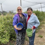 volunteers picking blueberries