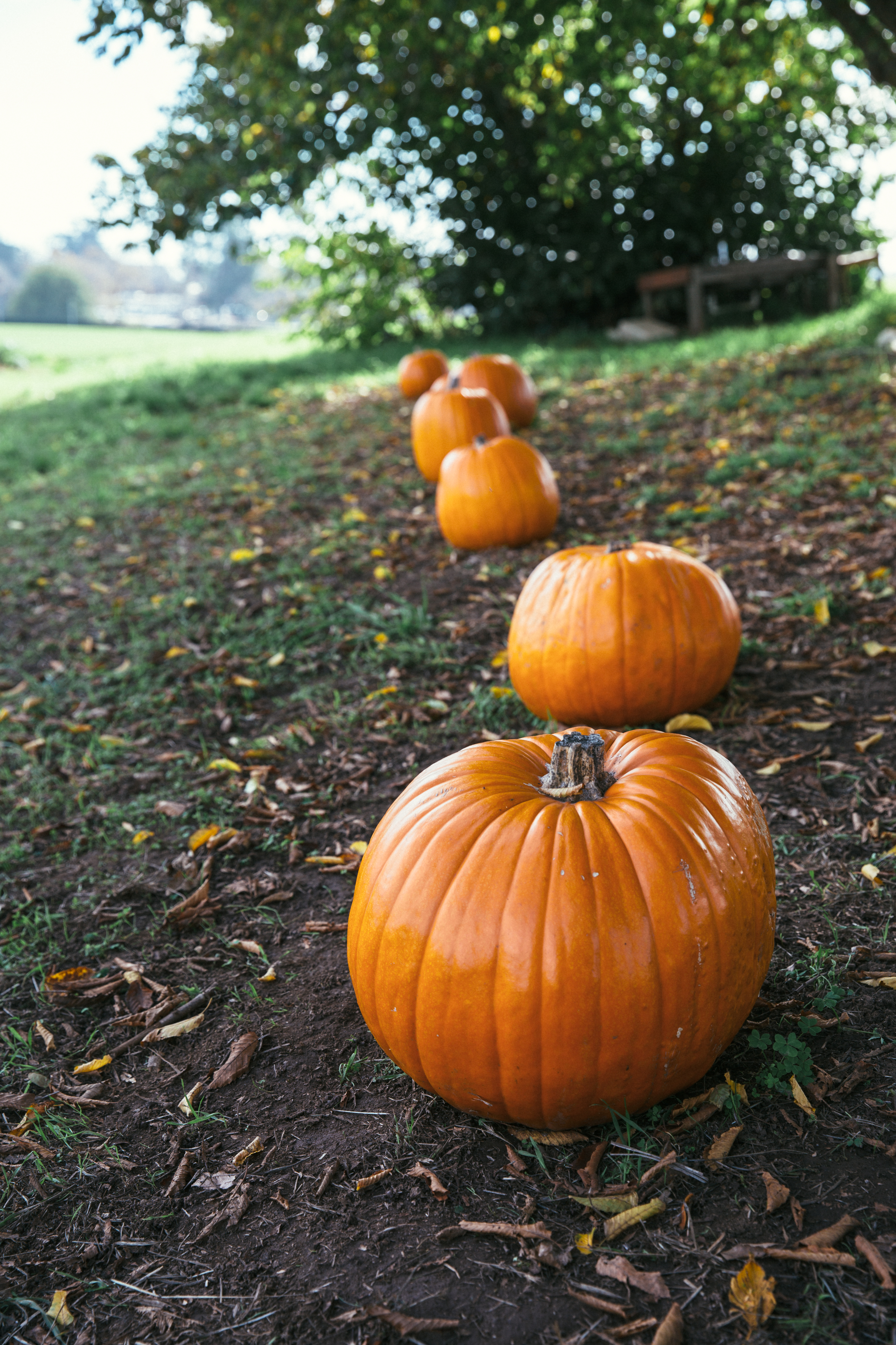 farm-pumpkin-1-of-1-2.jpg
