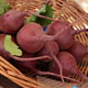 beets from ucsc farm
